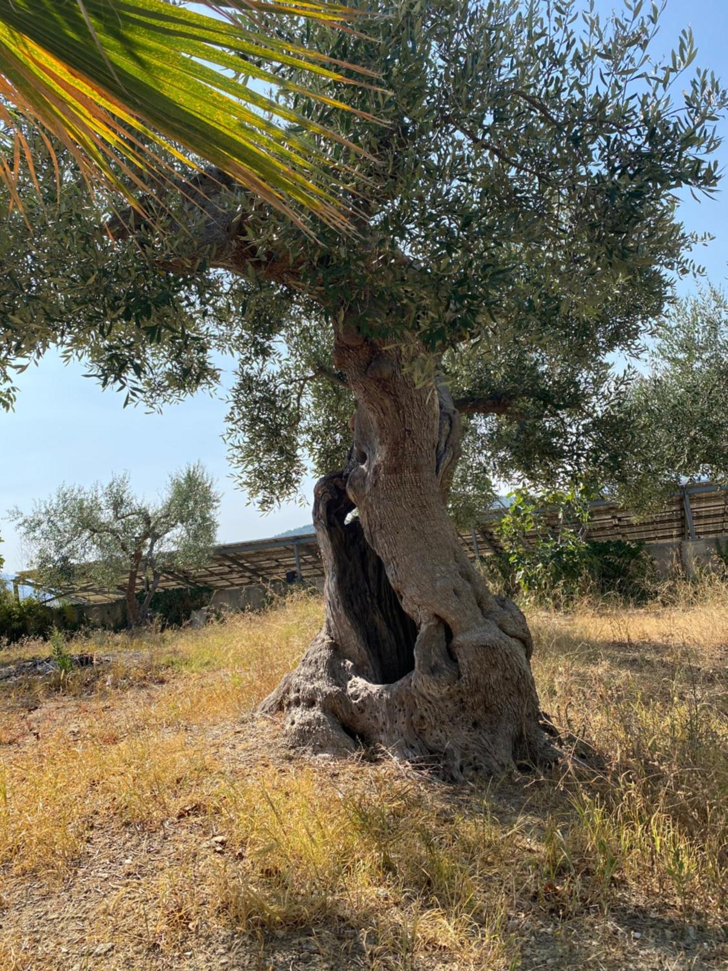 Villa Vittoria Matera Esterno foto